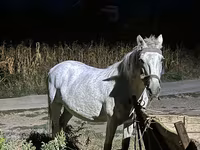 Mare, Horses — photo 2