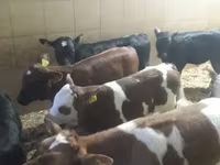 İribuynuzlu mal-qara (partiya, cinsi göstərilməyib), Simmental cattle — foto 1