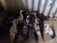 Ducks — 照片 6