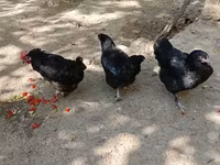 Chickens — 5-rasm