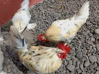Chickens — Foto 8