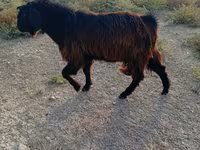 Ziegenbock, Nubian Goat — Foto 2