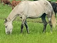 فرس, Arabian horse — الصورة 3
