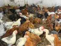 Chickens — photo 2