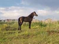 Caballo, Kazakh horse — foto 1