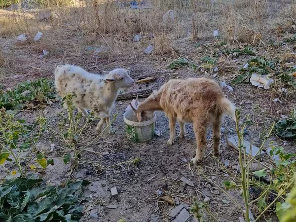 Keçilər (partiya, cinsi göstərilməyib), Keçilər — Qazaxıstan