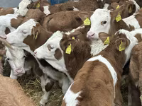 Rinder (Partie, Geschlecht nicht angegeben), Russian Black pied cattle — Foto 7