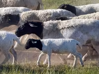 Qoç, Dorper sheep — foto 5