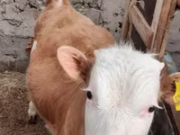 Bulle, Simmental cattle — Foto 2