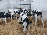 Bulle, Russian Black pied cattle — Foto 3