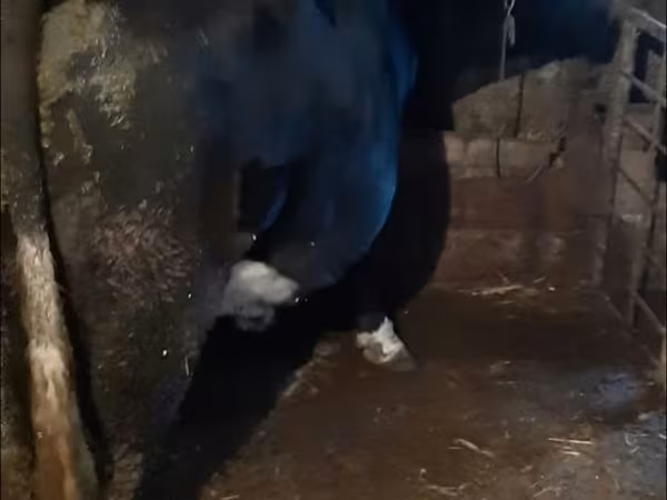 Бык, Коровы