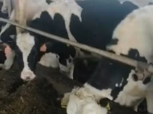 Kuh, Holstein-Rasse