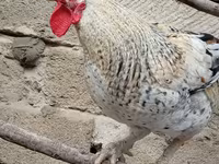 براهما — الصورة 5