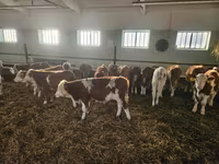 Bulle, Simmental cattle — Foto 1
