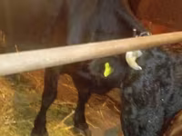 Cow, Cattle — photo 1