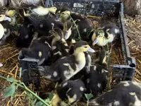 Ducks — الصورة 1