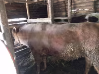 公牛, Simmental cattle — 照片 1