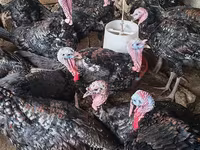 Turkeys — photo 1