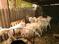 山羊（批次，未指定性别）, Saanen goat — 照片 6