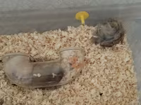 Məhsul: Hamsterlər (uzun tüklü cins) Təsvir: - Şirin, uzun tüklü — foto 2