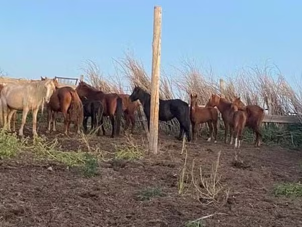 Stute, Horse breed