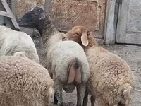 मेढ़ा, भेड़ — फ़ोटो 5