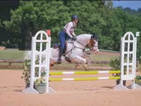 Stute, American paint horse — Foto 3