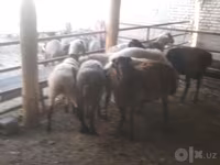 Qoç, Arabi sheep — foto 4