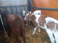 ثور, Simmental cattle — الصورة 2