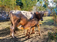 Vaca, Ganado vacuno — foto 5