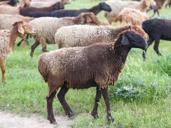 Schaf, Hissar sheep