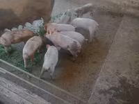 خنازير (دفعة، الجنس غير محدد), الخنازير — الصورة 2