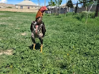 Chickens — 1-сурет