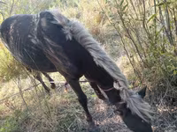 公马, Horses — 照片 2