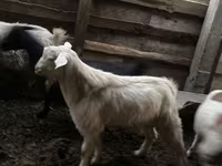Cabro, Cabras — foto 2