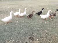 Ducks — Foto 5