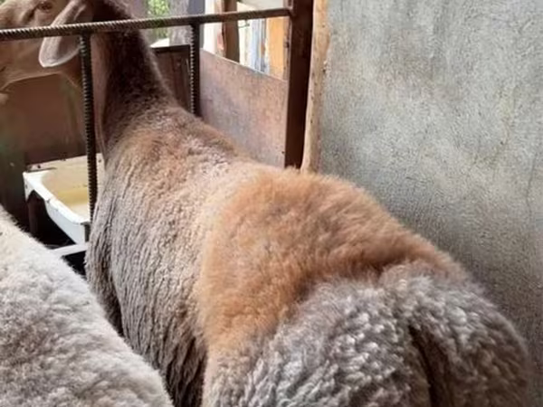 Carnero, Arashan sheep