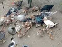 Ducks — फ़ोटो 3