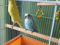 Dalmatin və sarı rəngli iki dalğıç papuqay (büdcəri) ilə birlikdə — 照片 1