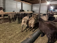 Ram, Sheep — photo 5