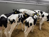 ثور, Russian Black pied cattle — الصورة 1