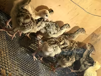 Turkeys — الصورة 5