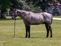Aygʻir, Quarter Horse — 1-rasm