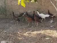 मेलीन — फ़ोटो 8