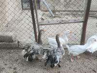Geese — الصورة 5