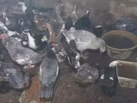 pato criollo doméstico — foto 1