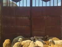 كبش, الأغنام — الصورة 3