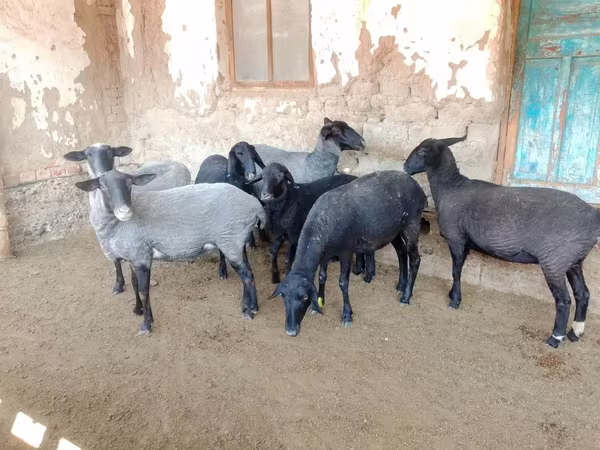 भेड़, Romanov sheep
