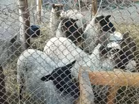 نعجة, Romanov sheep — الصورة 2