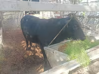 公牛, Cattle — 照片 2